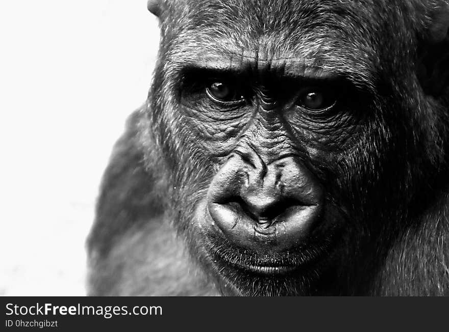 Face, Black And White, Great Ape, Mammal