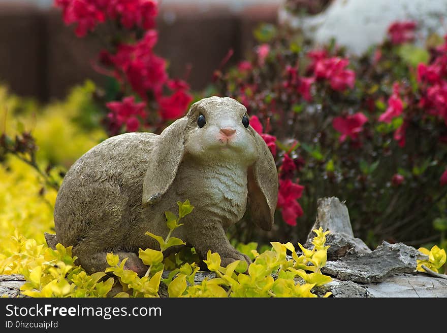 Fauna, Flower, Plant, Flora