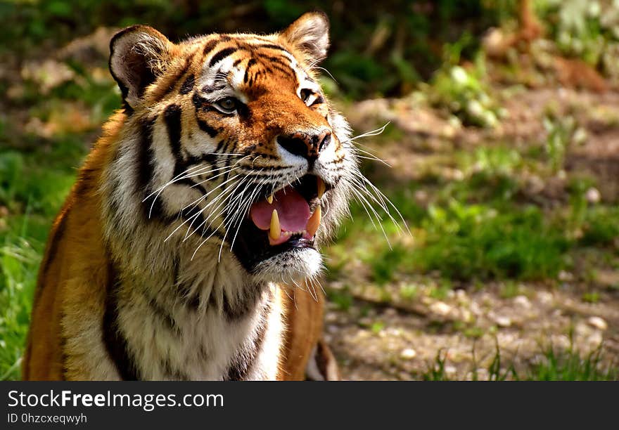 Wildlife, Tiger, Mammal, Wilderness