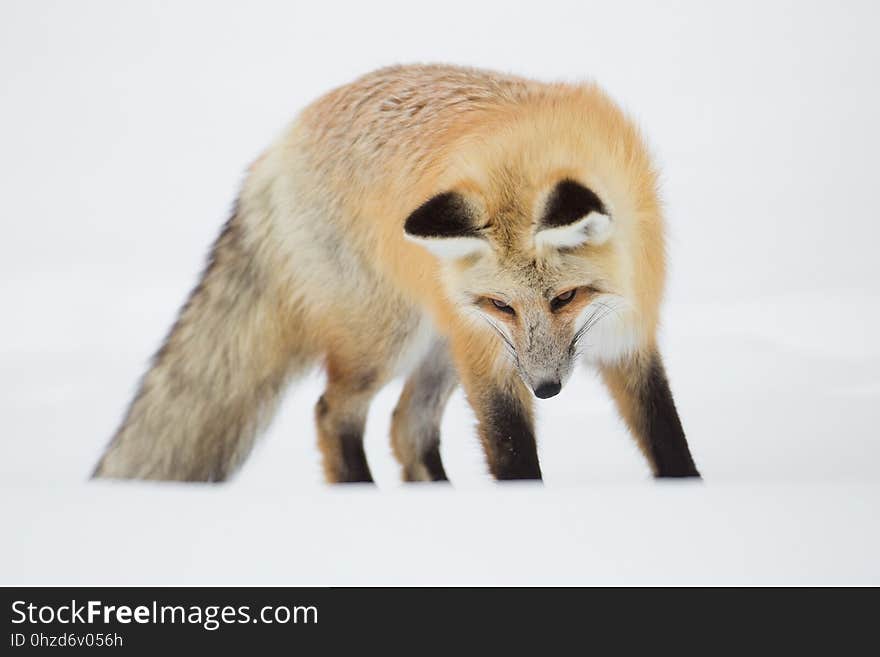 Wildlife, Fauna, Mammal, Fox