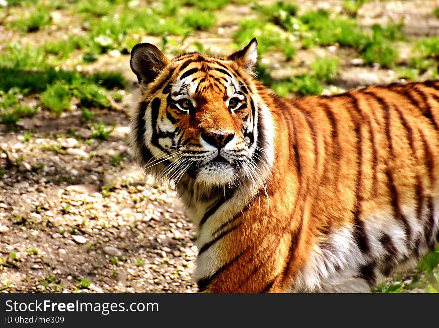 Wildlife, Tiger, Mammal, Terrestrial Animal