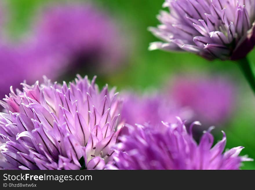 Flower, Purple, Chives, Close Up