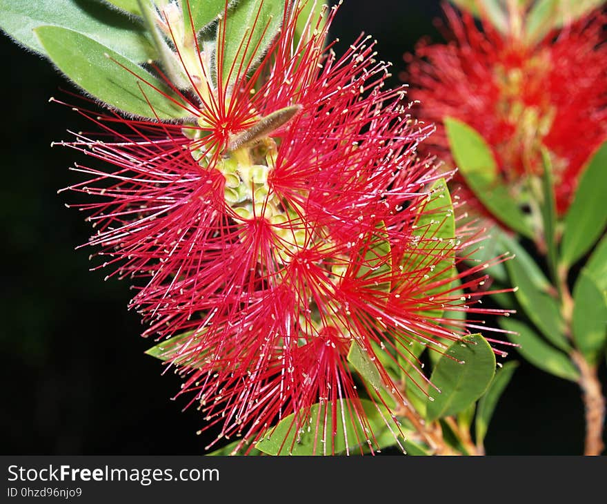 Flora, Plant, Flower, Combretaceae