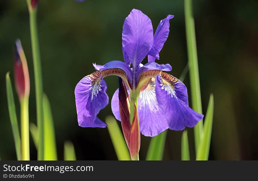 Flower, Plant, Flowering Plant, Flora