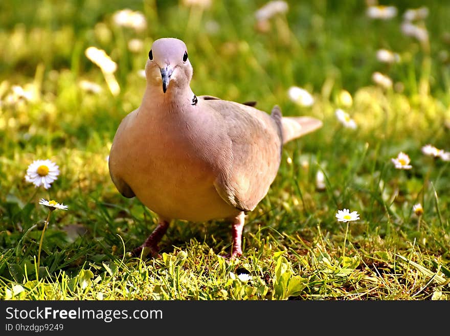 Bird, Fauna, Beak, Grass