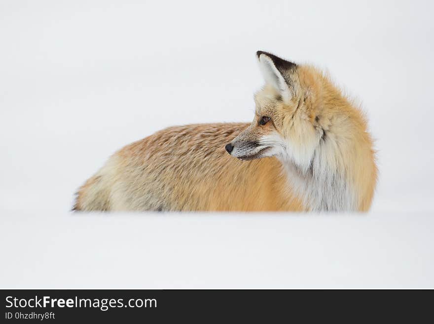 Fox, Red Fox, Mammal, Wildlife