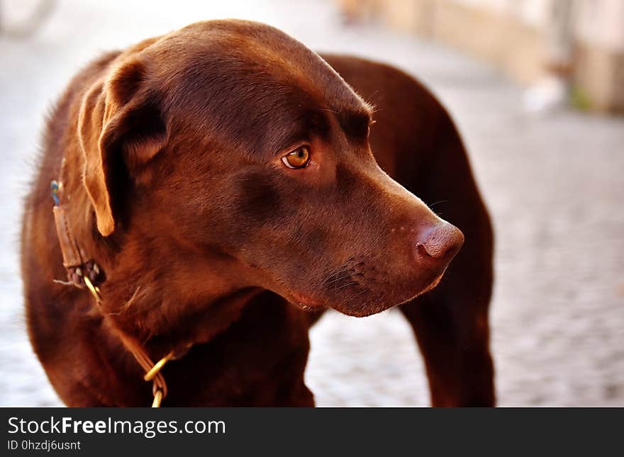 Dog, Dog Like Mammal, Dog Breed, Labrador Retriever