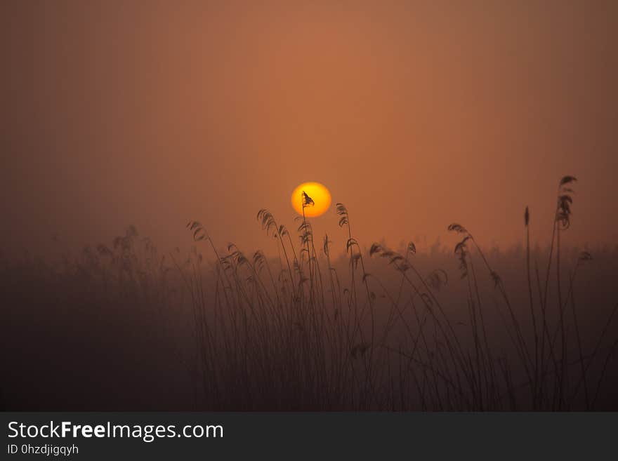 Sun, Atmosphere, Sunrise, Sky