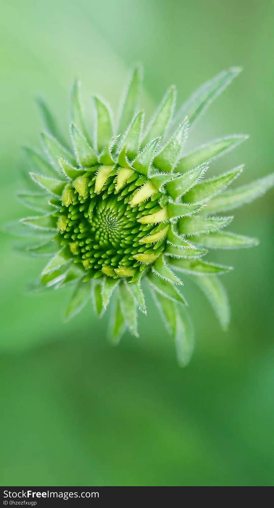 Flower, Green, Close Up, Flora