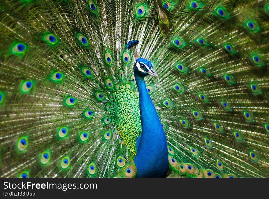 Peafowl, Galliformes, Ecosystem, Feather