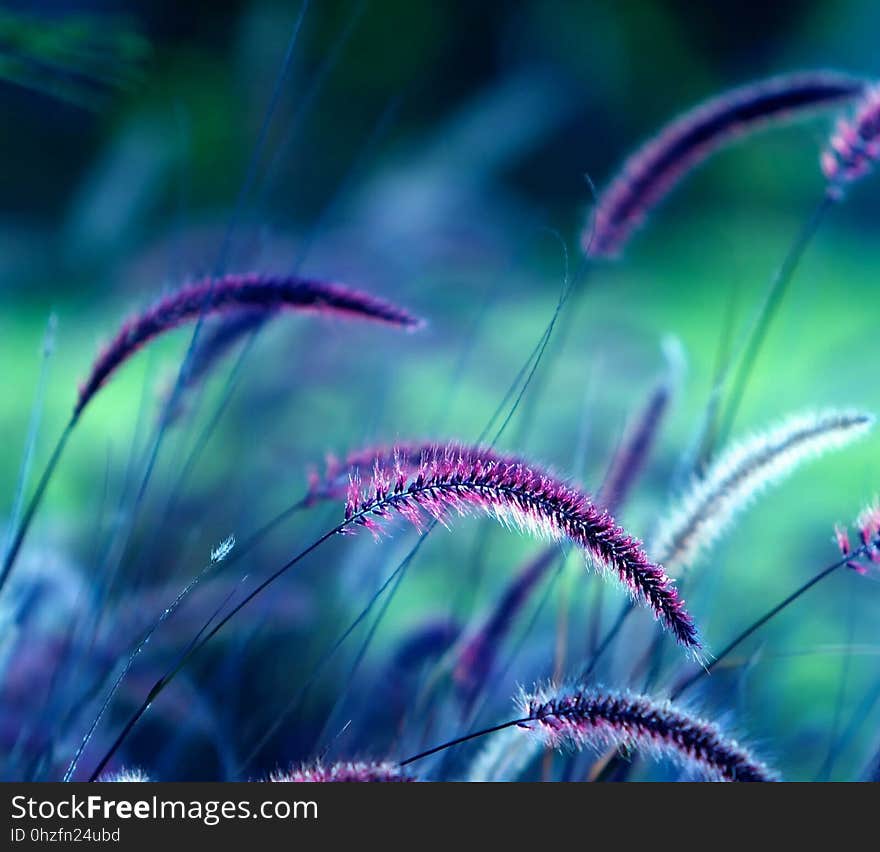 Purple, Close Up, Macro Photography, Grass