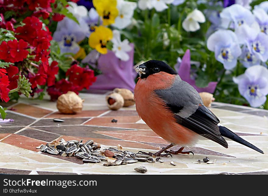 Bird, Fauna, Beak, Plant