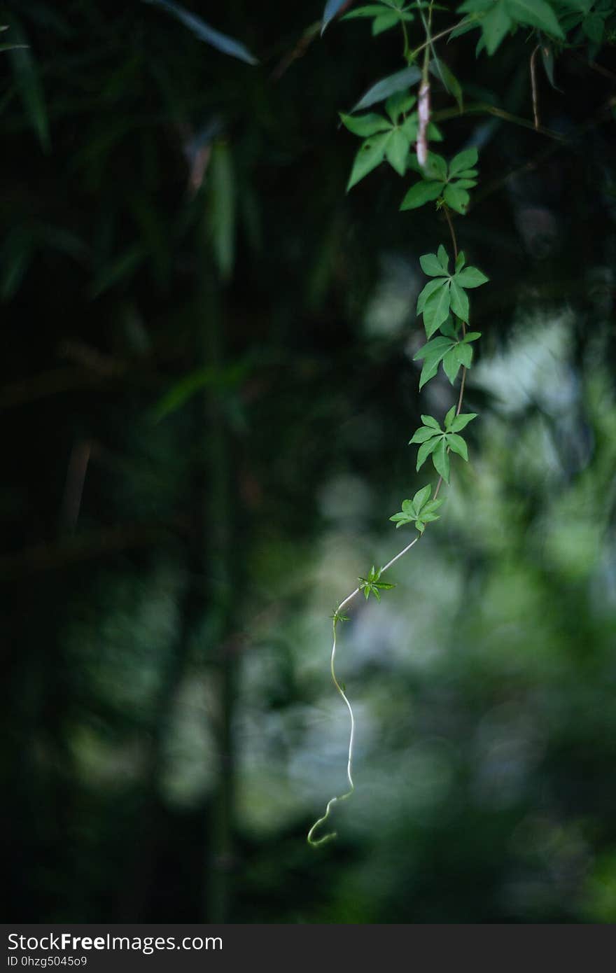 Green, Vegetation, Leaf, Branch