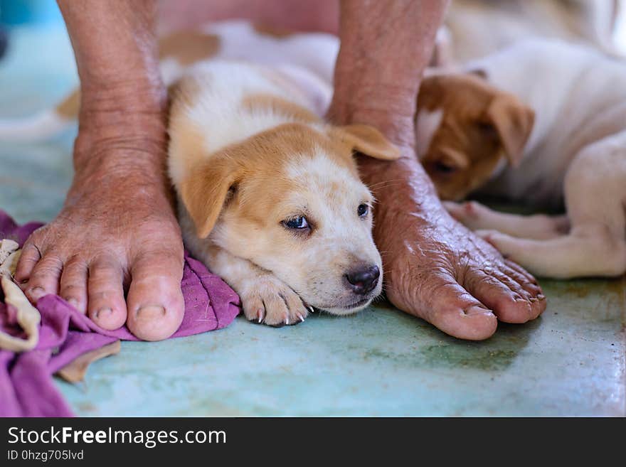 Puppy White with light brown. Puppy White with light brown