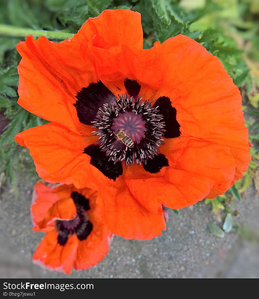 Flower, Wildflower, Poppy, Plant