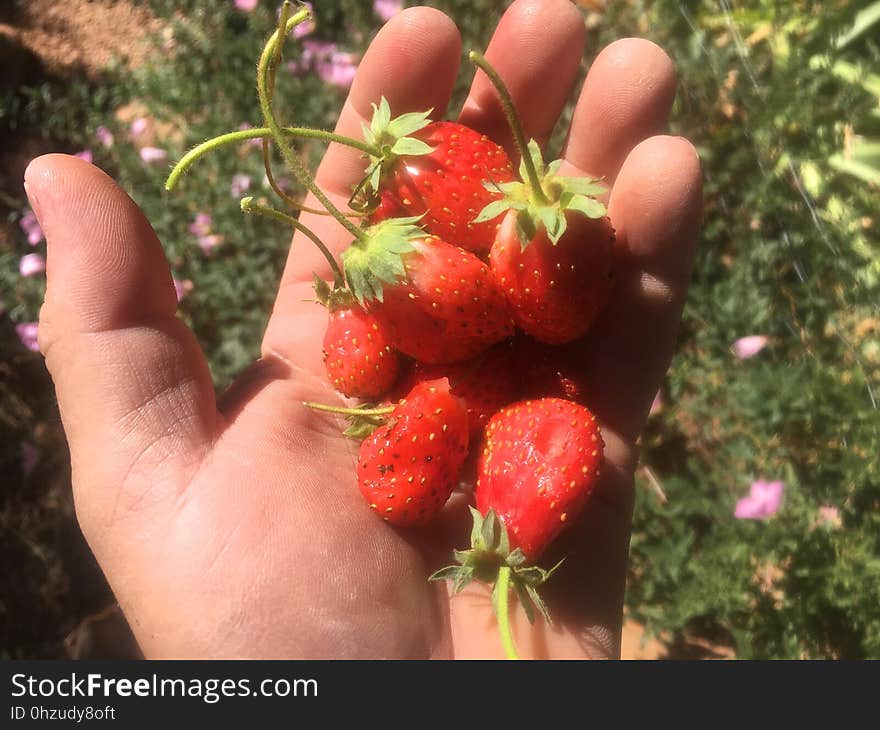 Grown in Strawberry, AZ. Grown in Strawberry, AZ