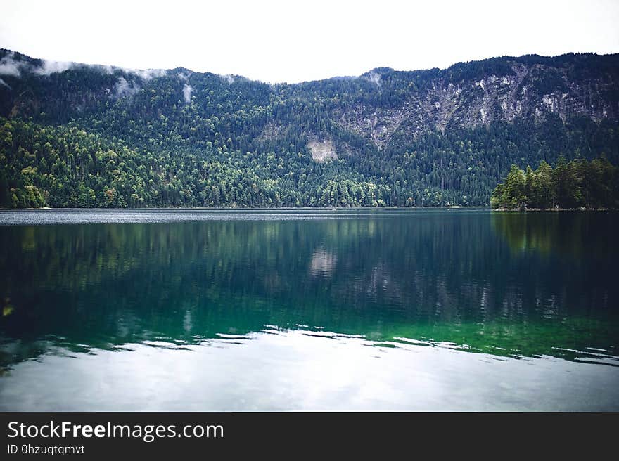 Calm, Waters, Conifers, Environment,