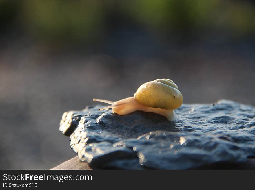 Snail, Close Up, Snails And Slugs, Branch