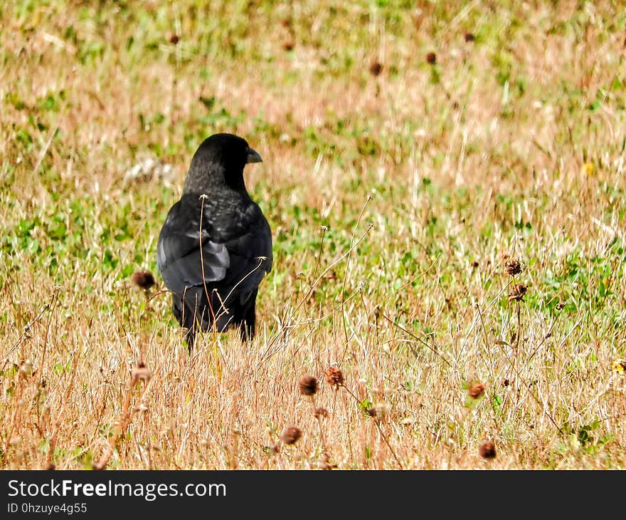 Oiseau &#x28;Corneille D&#x27;Amérique&#x29; 046