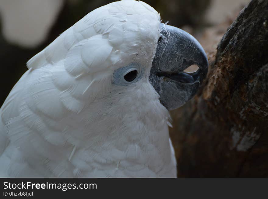 Beak, Bird, Parrot, Fauna