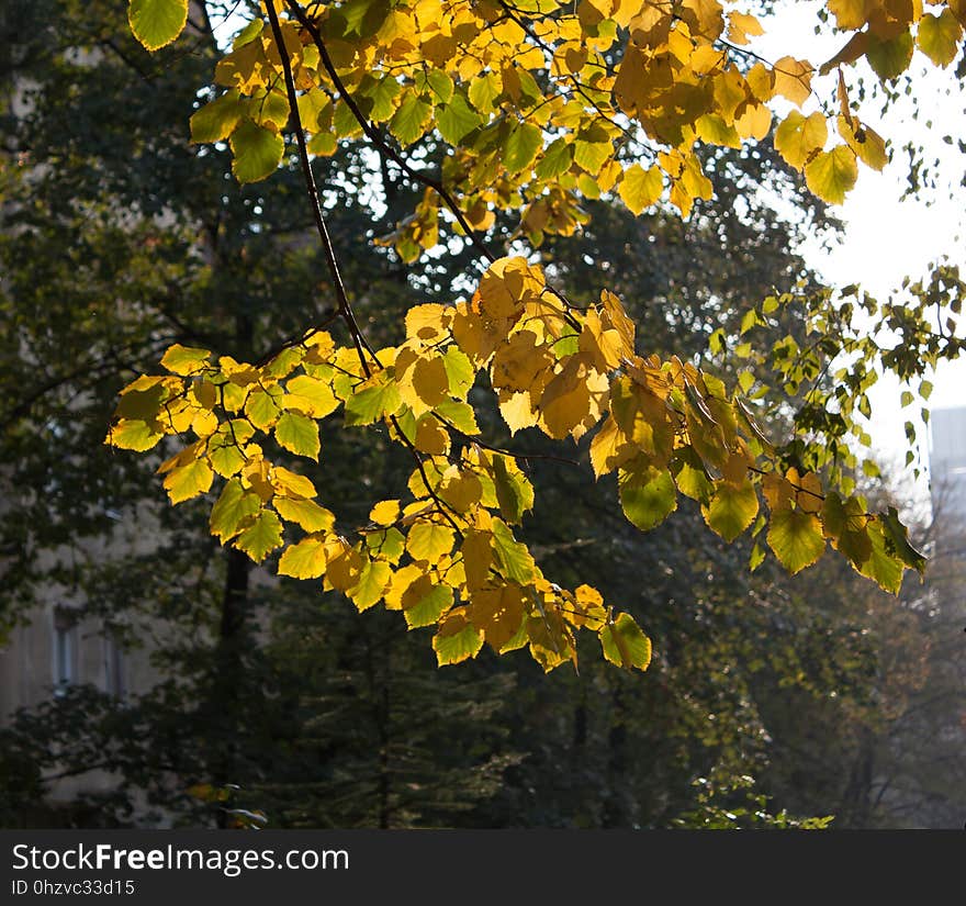 A branch with yellow and green leaves illuminated by sunlight. A branch with yellow and green leaves illuminated by sunlight