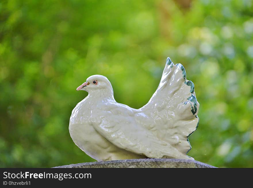 Bird, Beak, Fauna, Grass