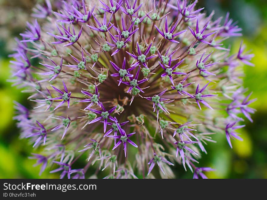 Flower, Plant, Flora, Purple