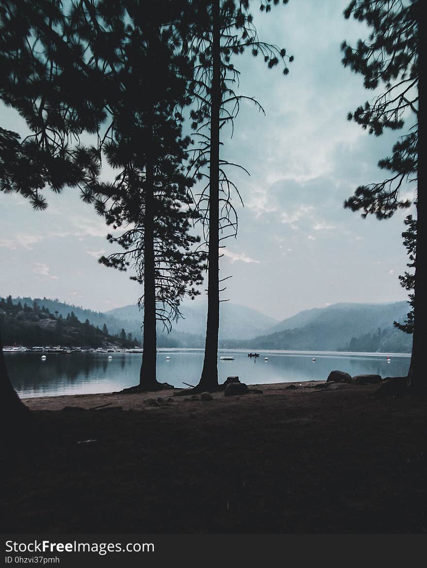 Branches, Calm, Waters, Clouds