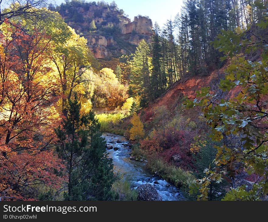 A creek flowing through a forest in autumn. A creek flowing through a forest in autumn.