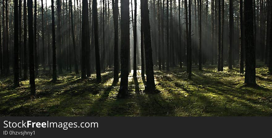 Forest, Ecosystem, Woodland, Spruce Fir Forest