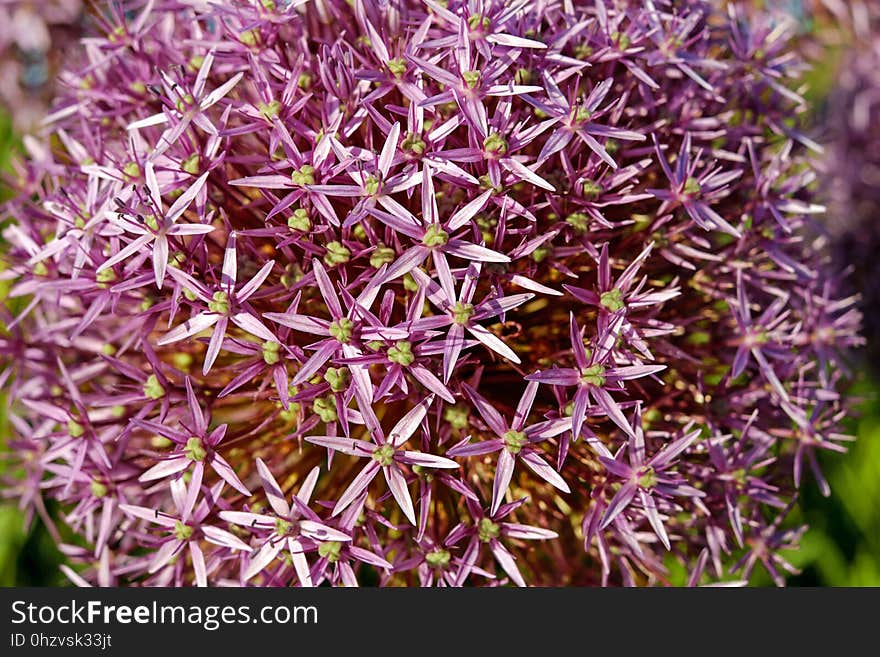 Plant, Purple, Flowering Plant, Flora