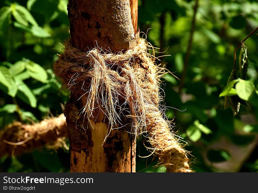 Flora, Branch, Tree, Plant