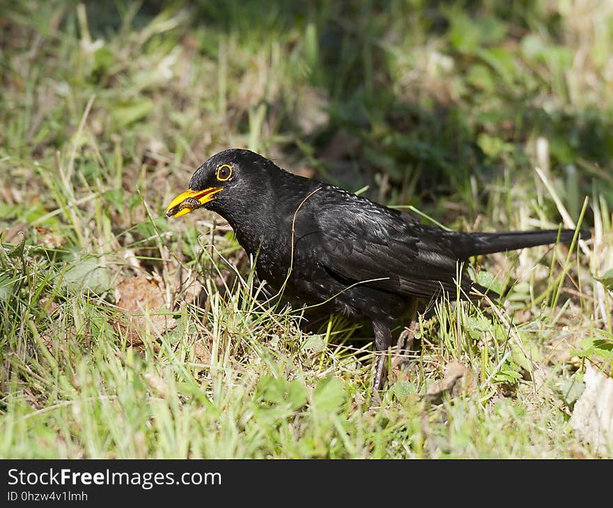 Bird, Blackbird, Beak, Fauna