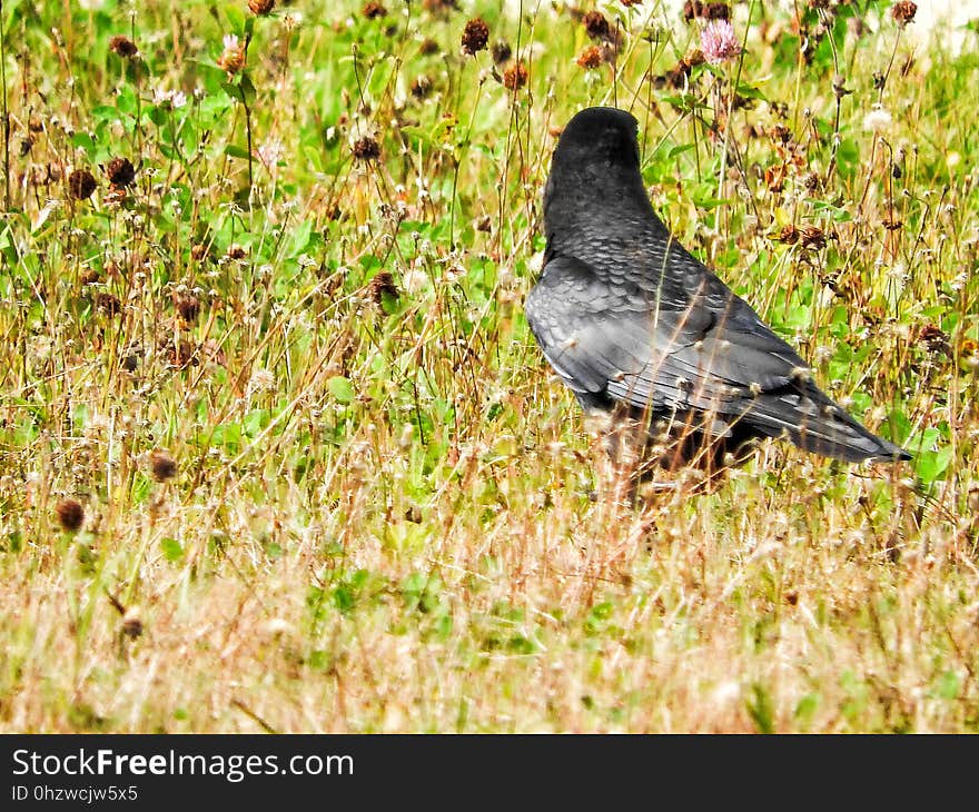 Oiseau &#x28;Corneille D&#x27;Amérique&#x29; 048