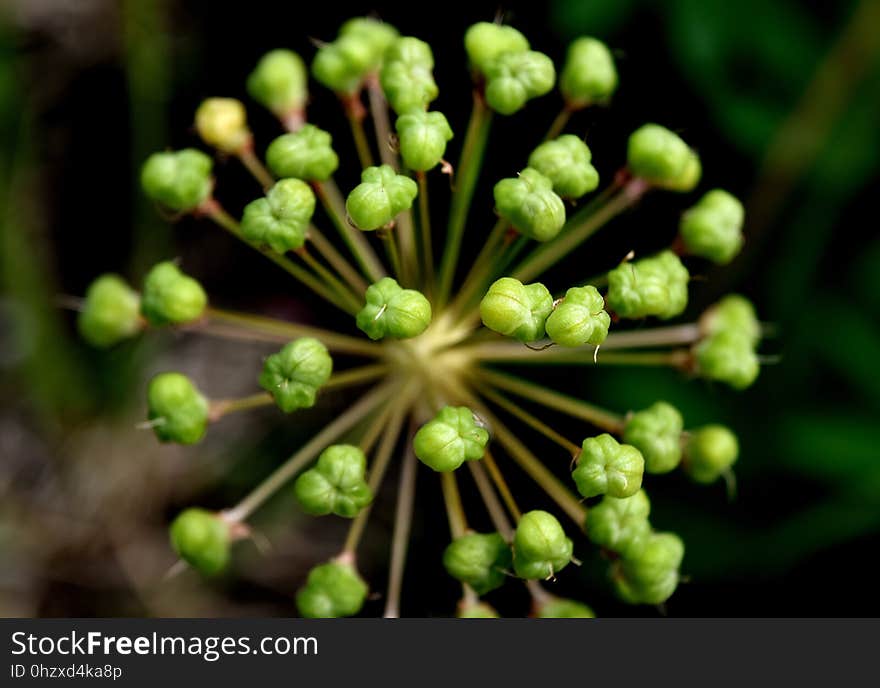 Flora, Apiales, Plant, Parsley Family