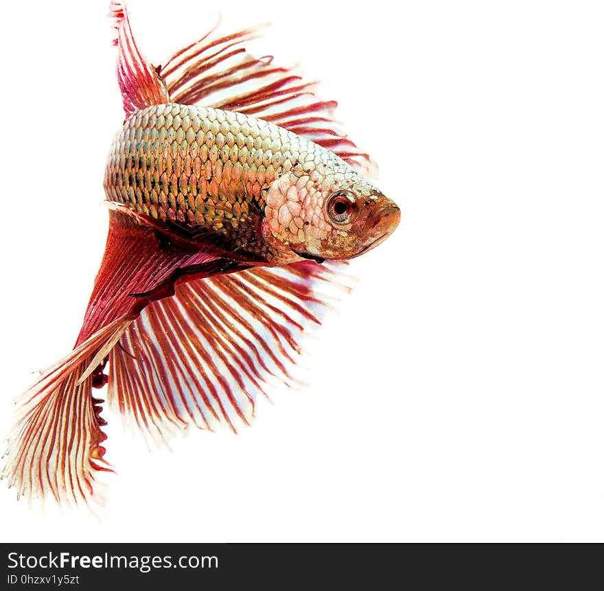 Fish, Close Up, Organism, Tail