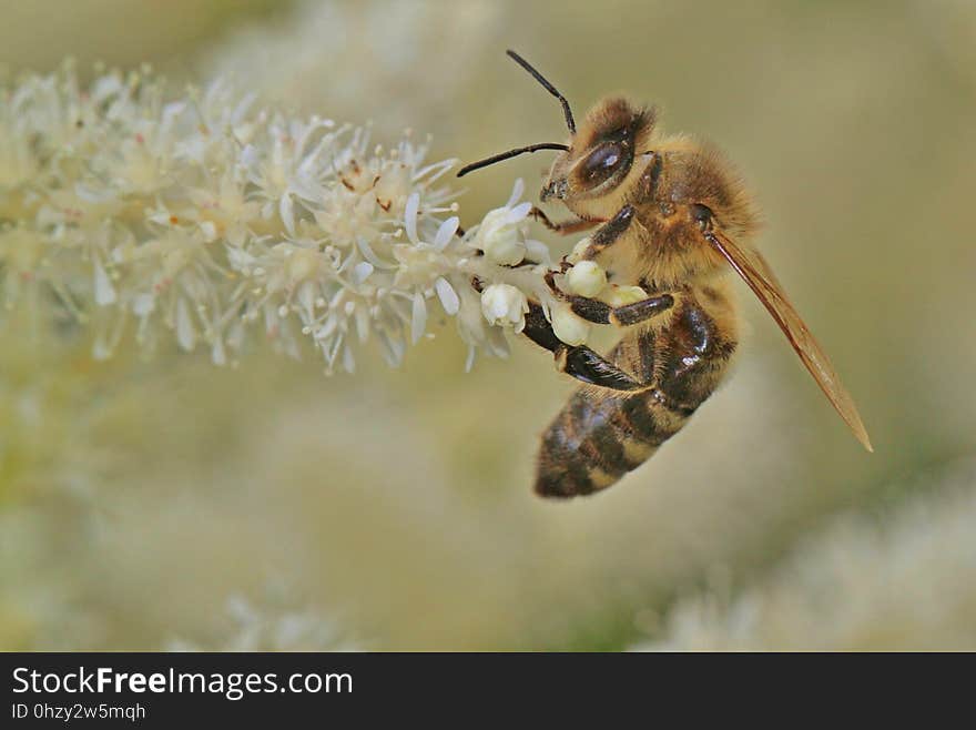 Honey Bee, Insect, Bee, Invertebrate