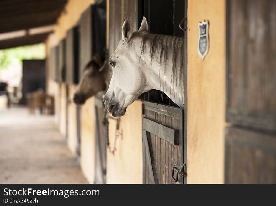 Horse, Stable, Horse Like Mammal, Horse Supplies