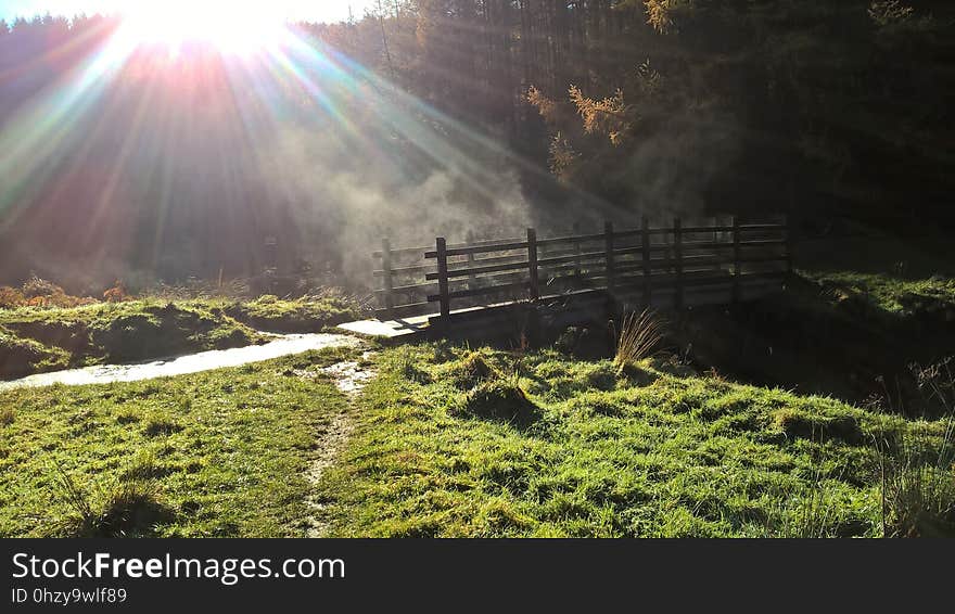 Nature, Vegetation, Light, Sunlight