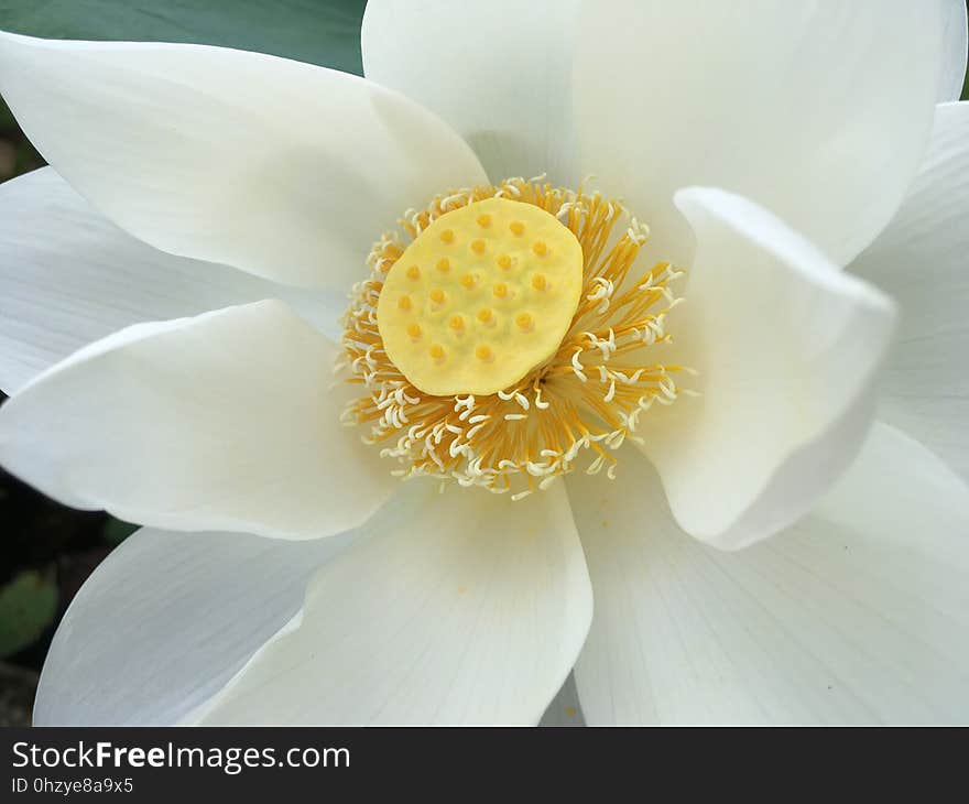 Flower, White, Yellow, Petal