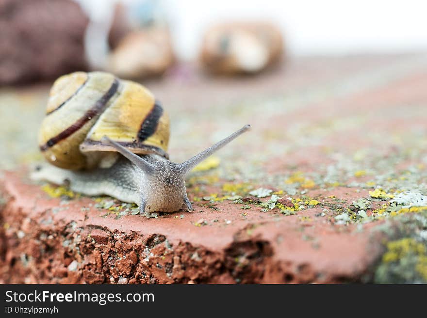 Snails And Slugs, Snail, Slug, Organism