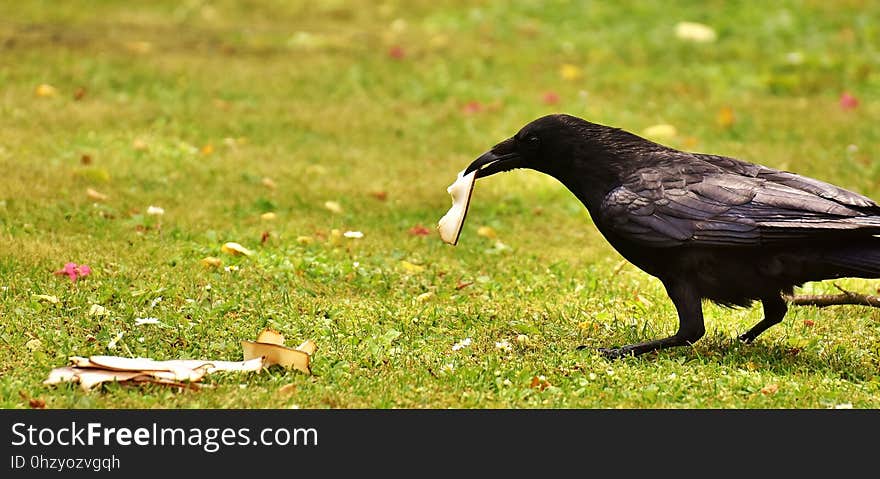 Bird, Fauna, Rook, Beak