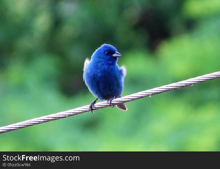 Bird, Bluebird, Beak, Fauna