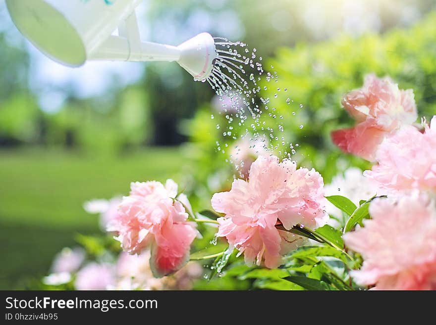 Flower, Flora, Pollinator, Spring