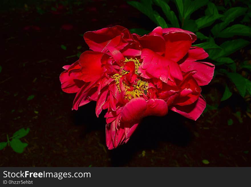 Flower, Red, Pink, Plant