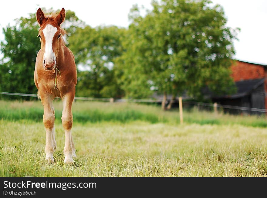 Horse, Pasture, Grassland, Grass