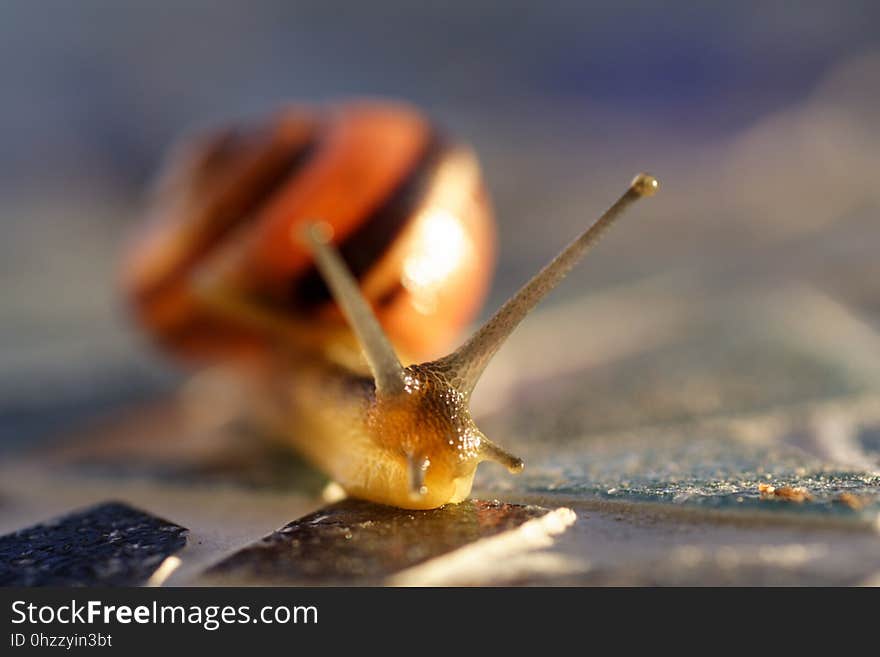 Snails And Slugs, Snail, Invertebrate, Fauna