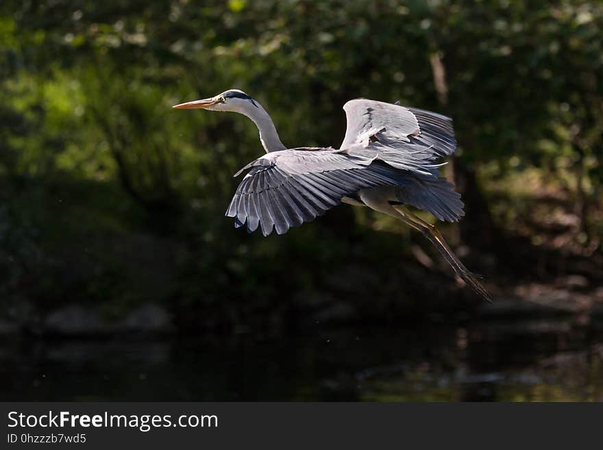 Bird, Ecosystem, Beak, Nature Reserve