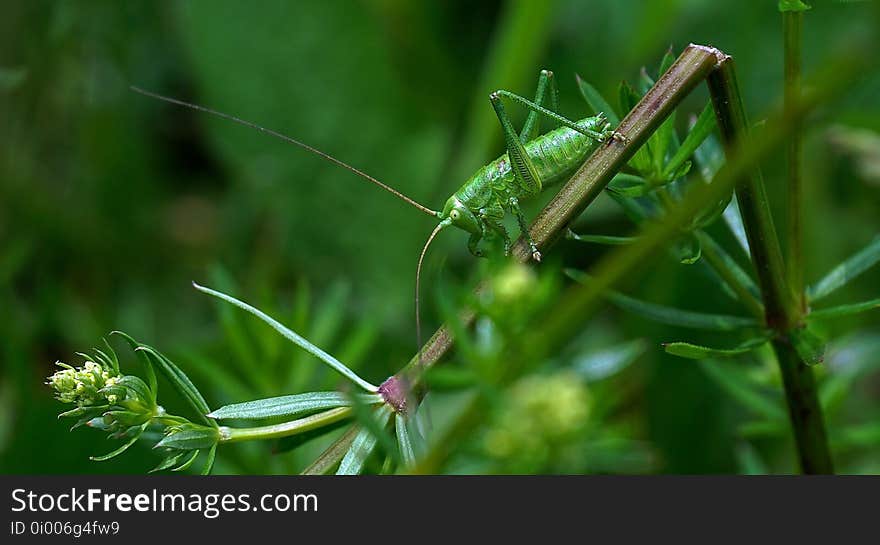 Insect, Grasshopper, Locust, Invertebrate