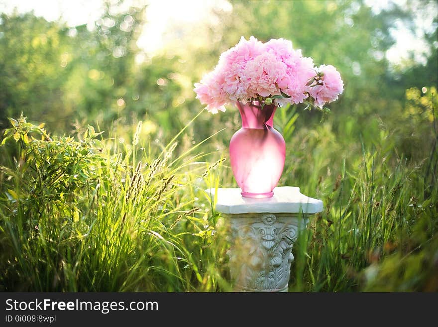 Pink, Flower, Plant, Spring